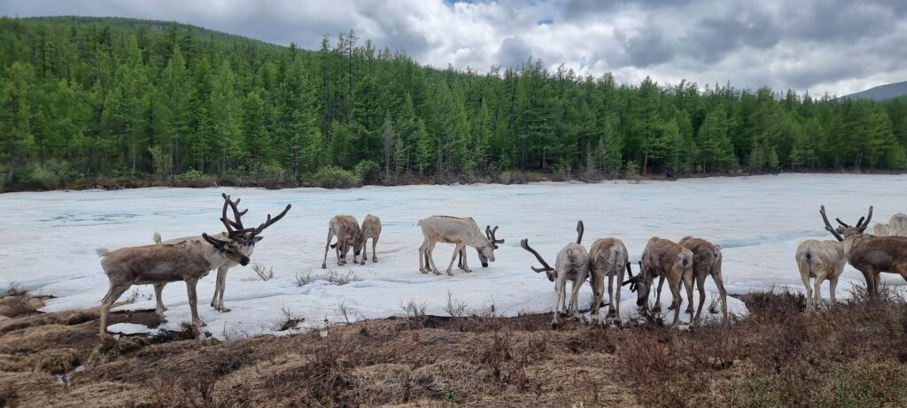 Renntiere in Taiga Ulaan Uul