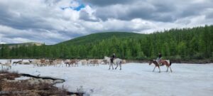 Renntiere in Taiga