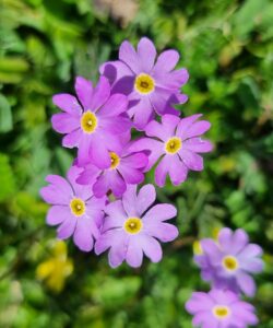 Blume in der Steppe